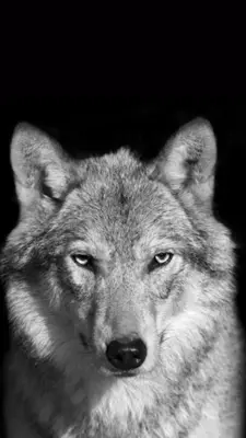 Wolf Wallpaper android App screenshot 0