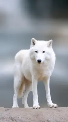 Wolf Wallpaper android App screenshot 2