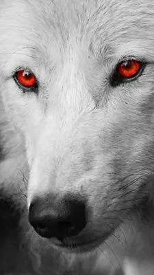 Wolf Wallpaper android App screenshot 4