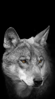 Wolf Wallpaper android App screenshot 8